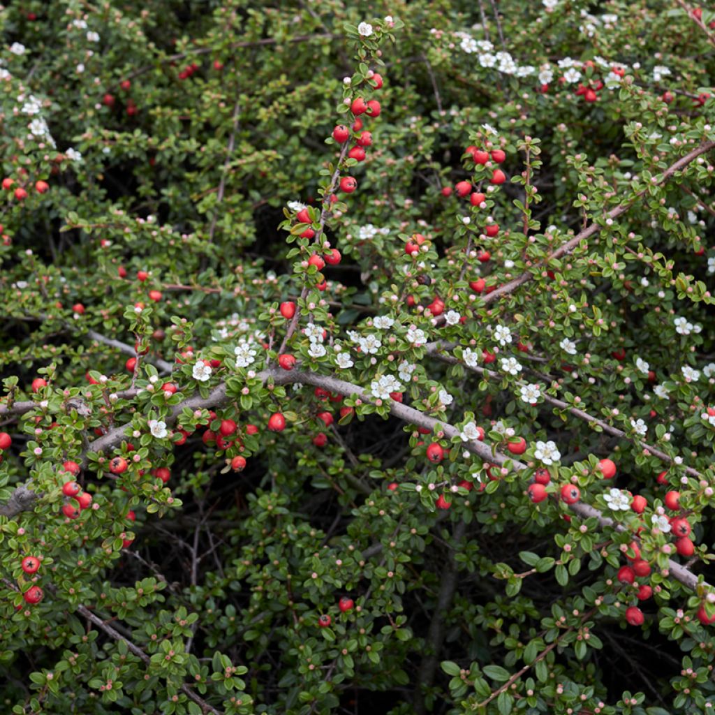 Cotoneaster microphyllus - Cotonéaster à petites feuilles