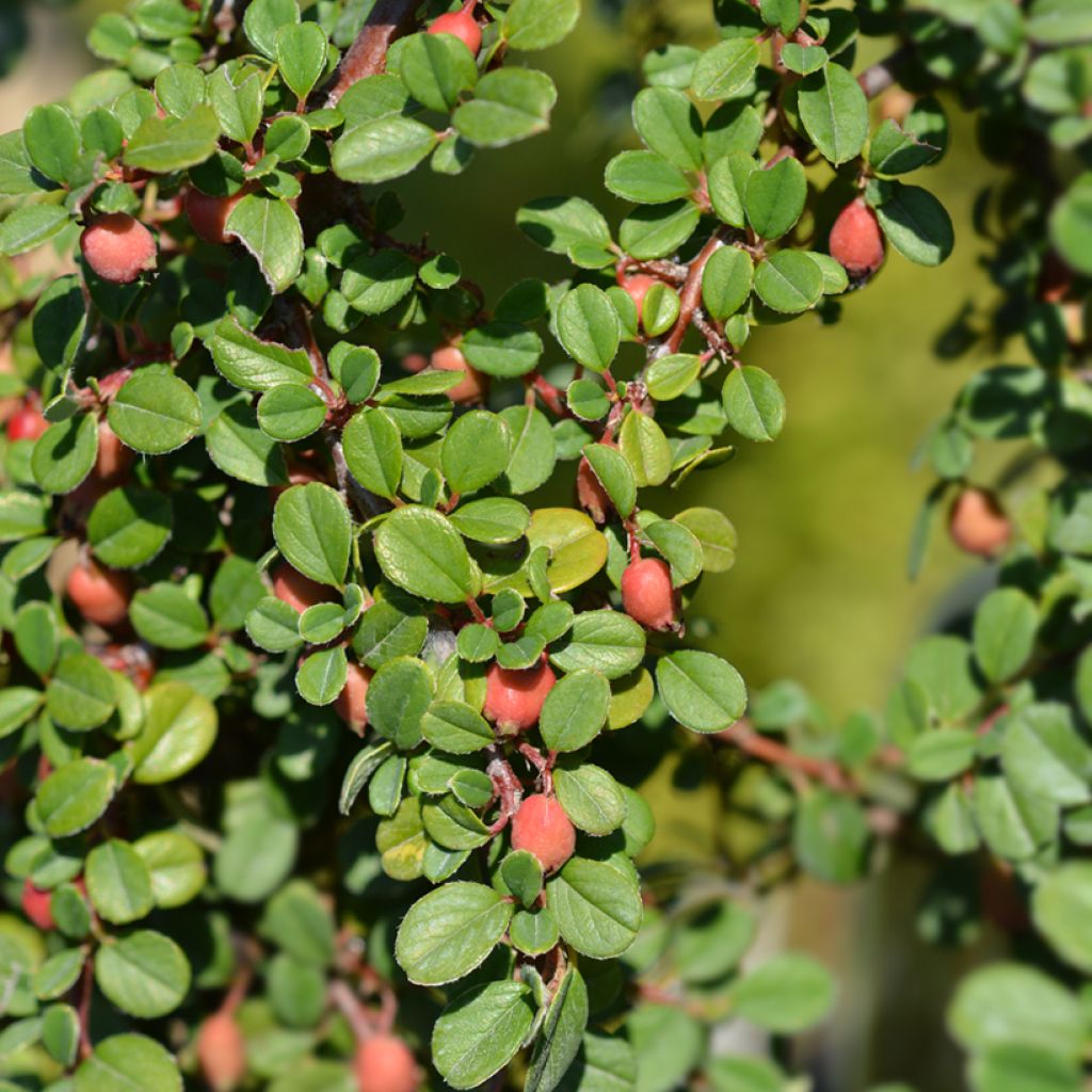 Cotoneaster procumbens Streibs Findling - Cotonéaster rampant