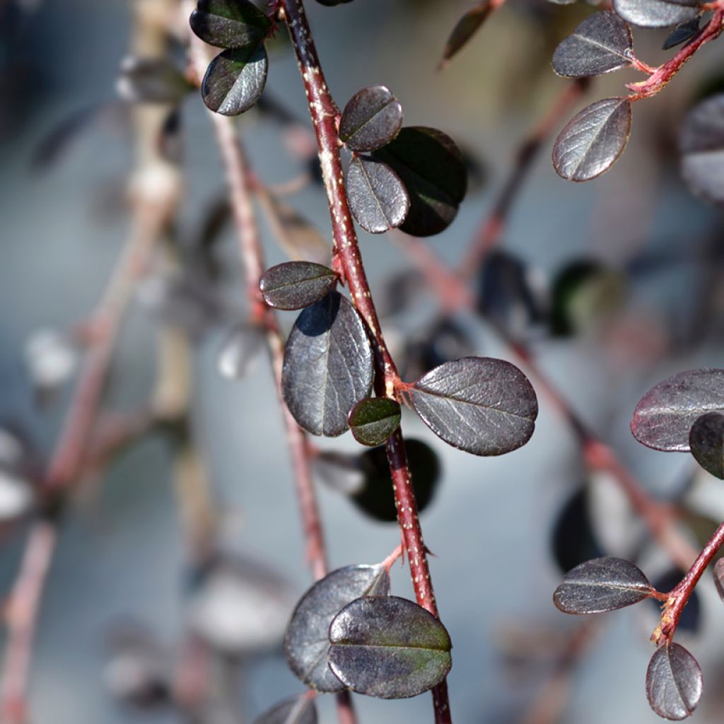 Cotoneaster procumbens Streibs Findling - Cotonéaster rampant