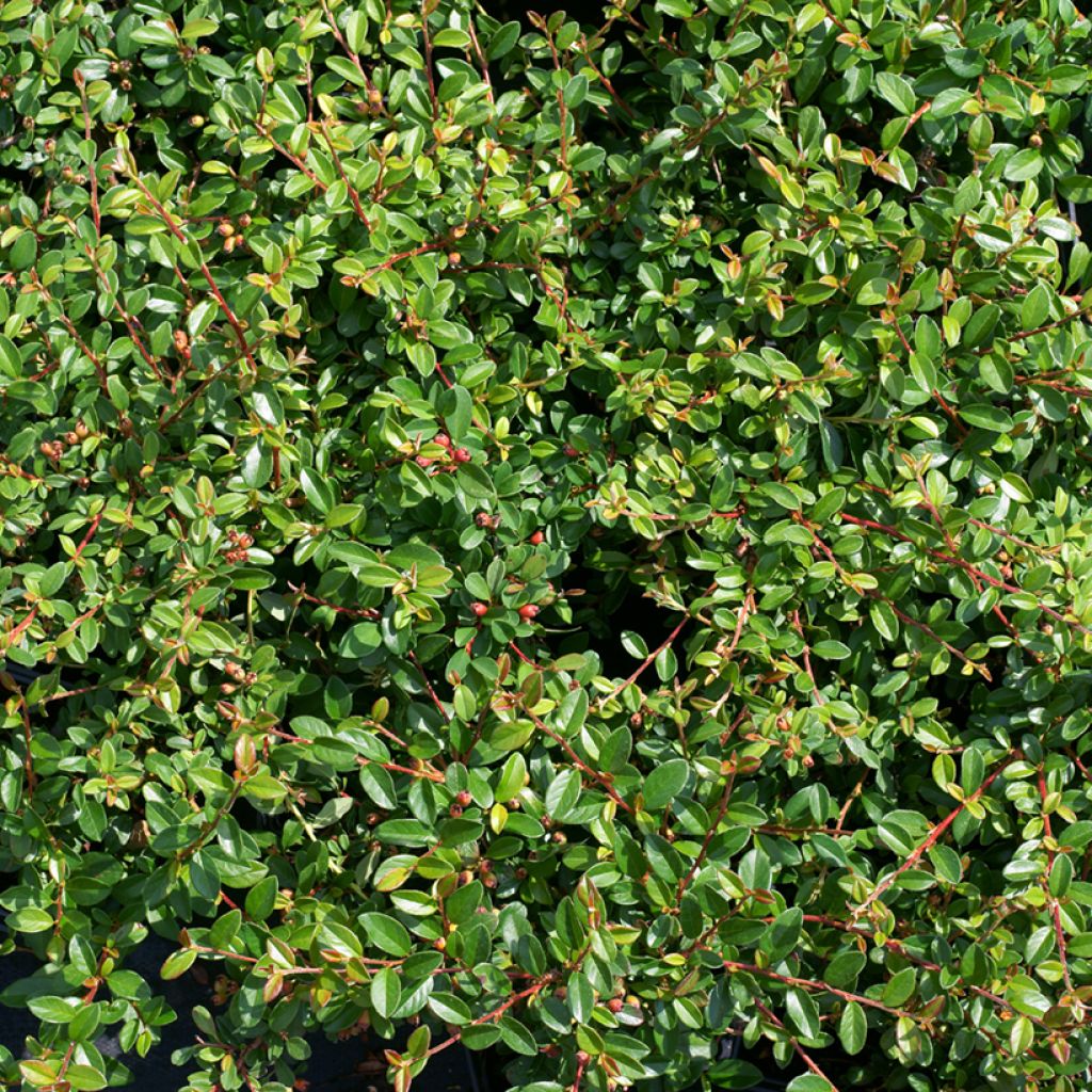 Cotonéaster suecicus Skogholm