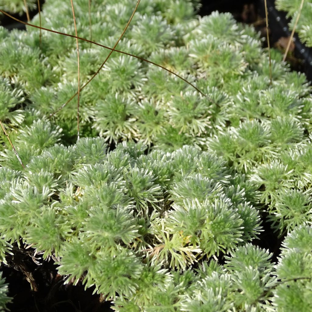 Cotula hispida - Leptinella