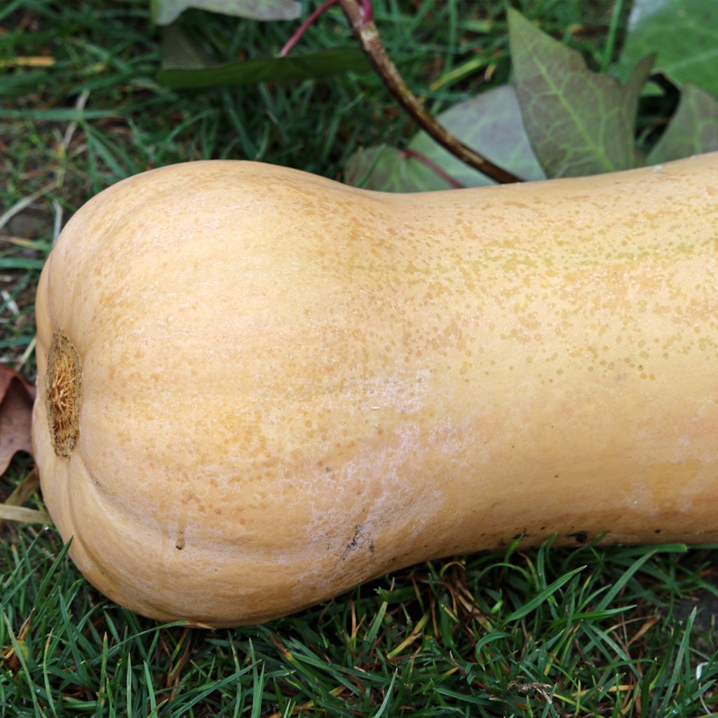 Courge Butternut Waltham 