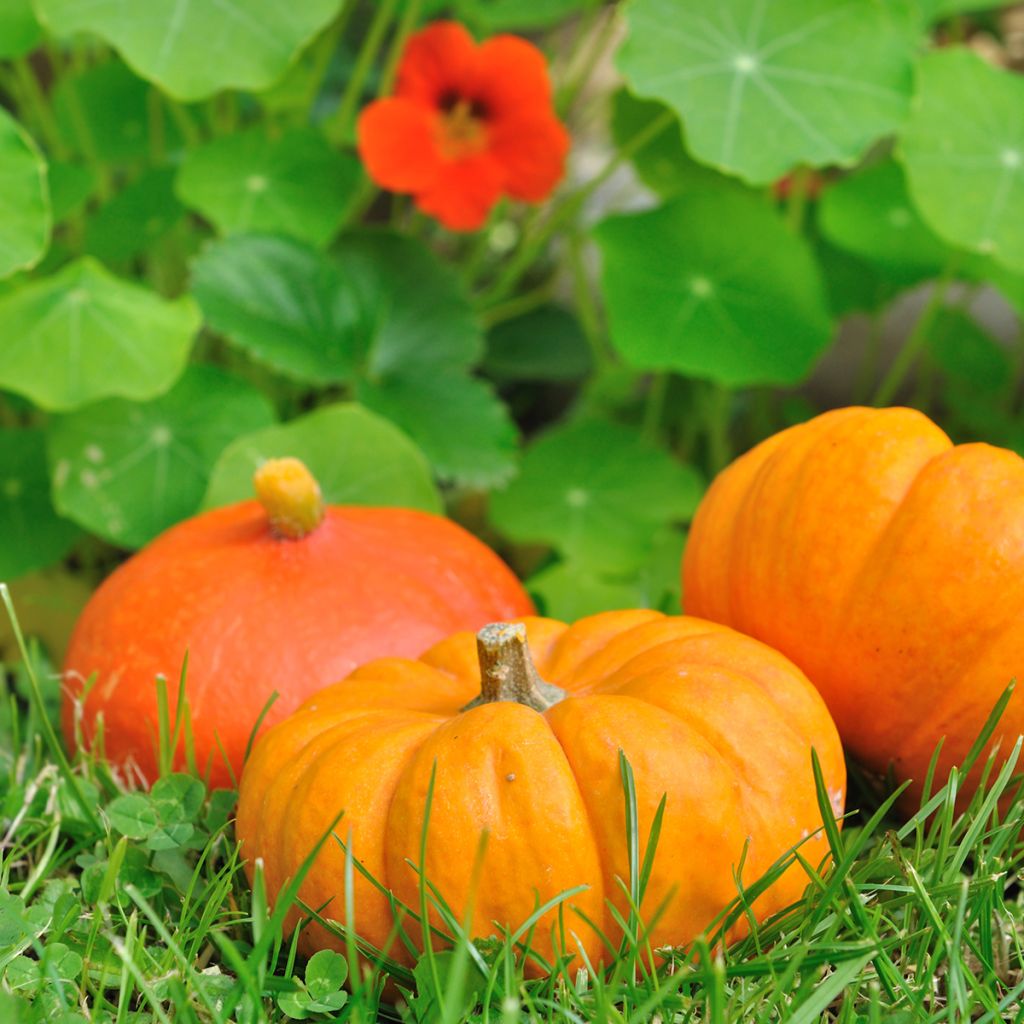 Courge Jack Be Little - Pomarine