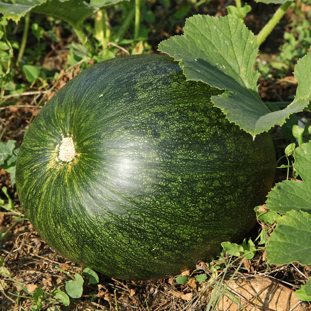 Courge Lady Godiva Bio - Ferme de Sainte Marthe