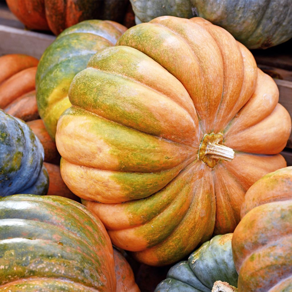 Courge Musquée d'hiver de Provence - Cucurbita moschata