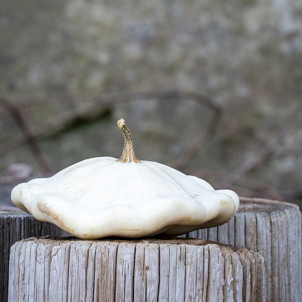 Courge Pâtisson blanc
