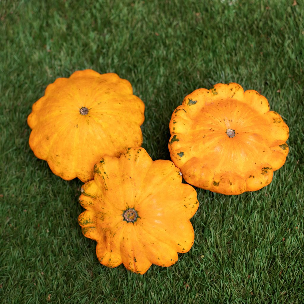 Courge Pâtisson orange - Cucurbita pepo