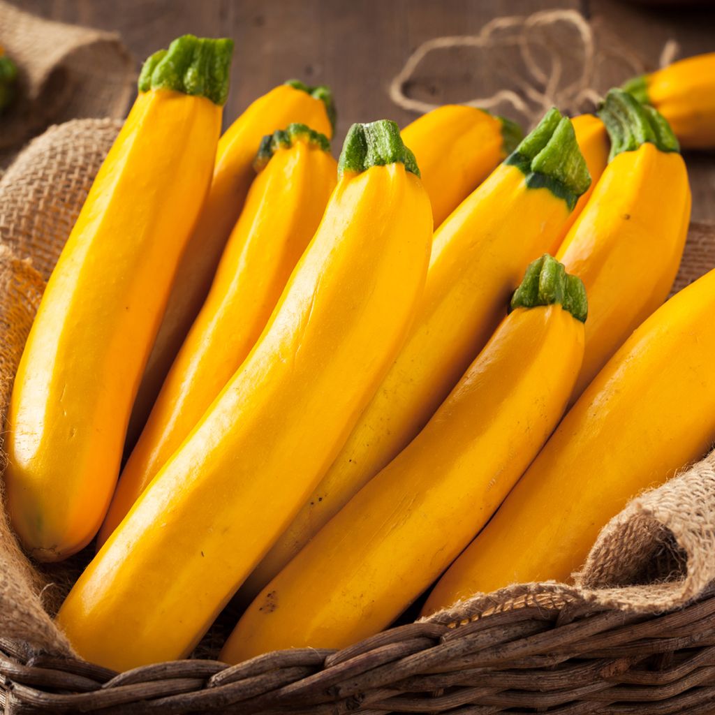 Courgette Lingodor F1 jaune