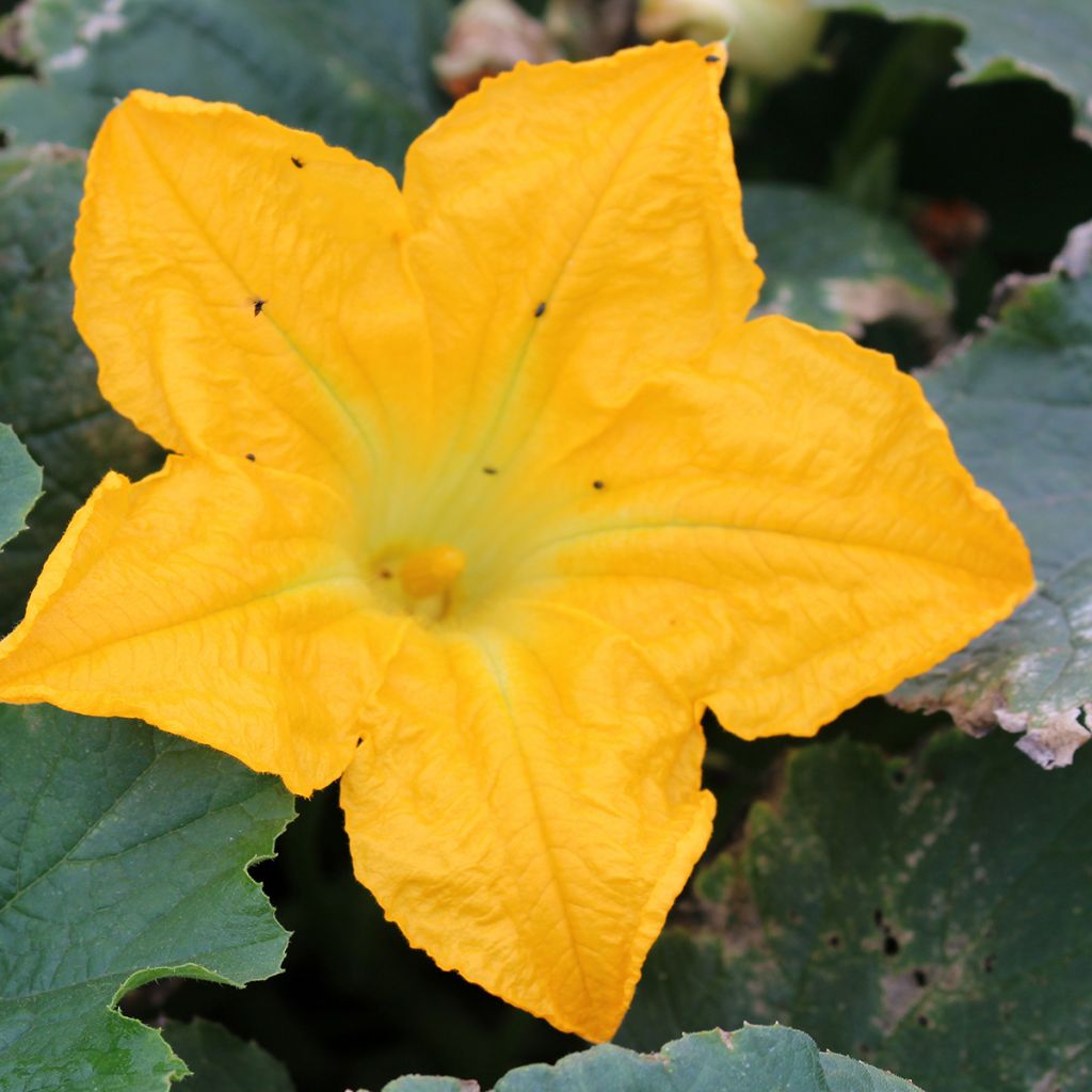 Courgette Lingodor F1 jaune