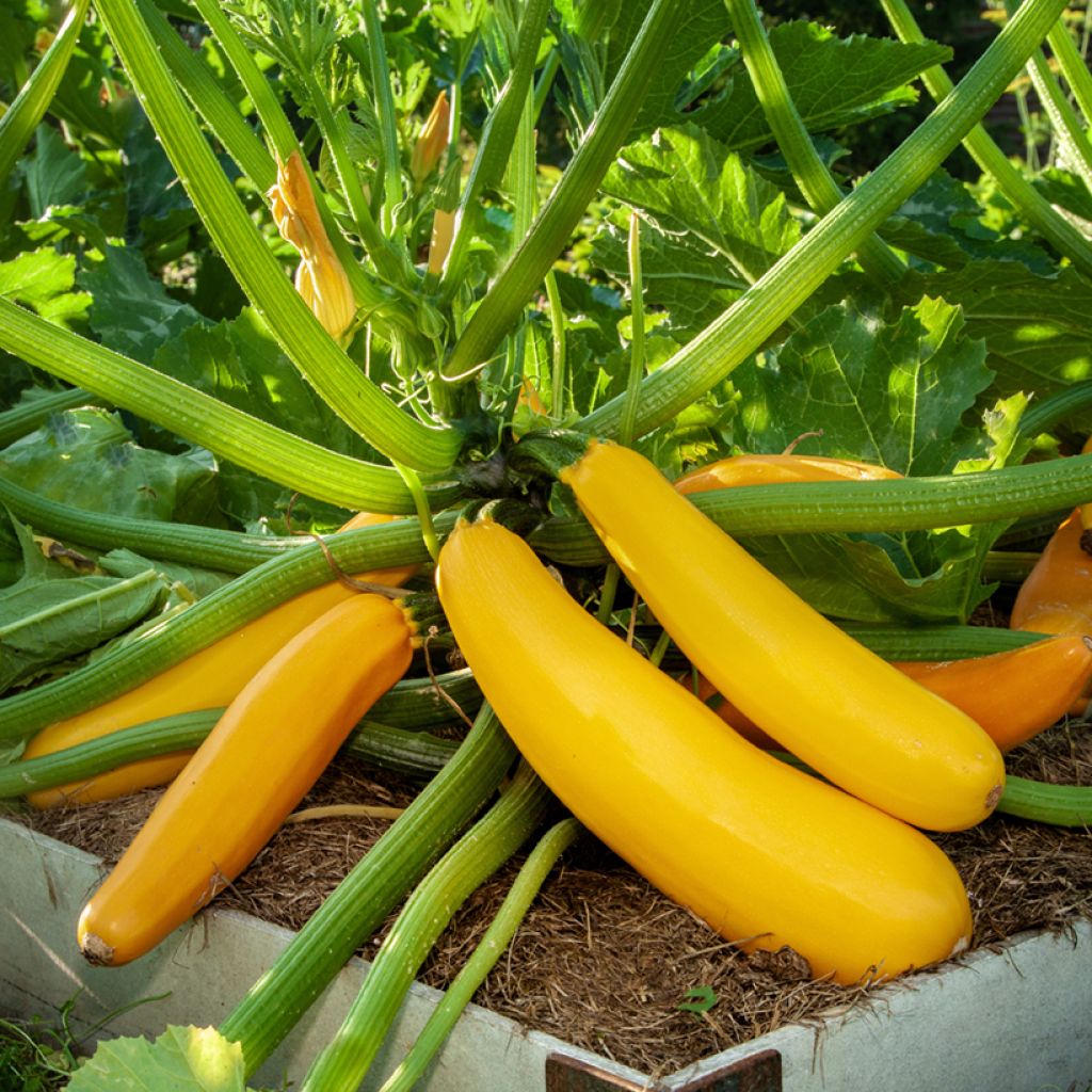 Courgette jaune Goldena BIO
