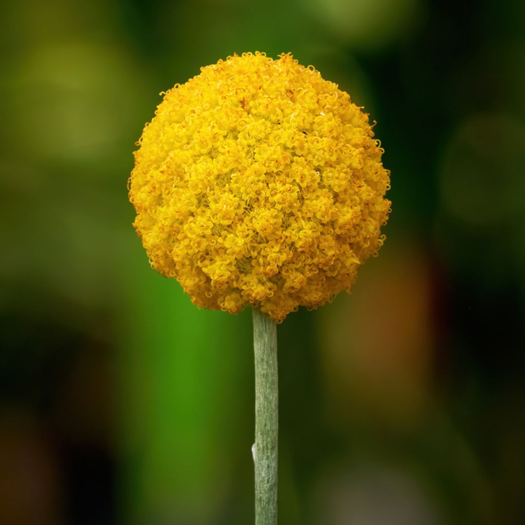 Craspedia Golf Beauty - Baguette de tambour