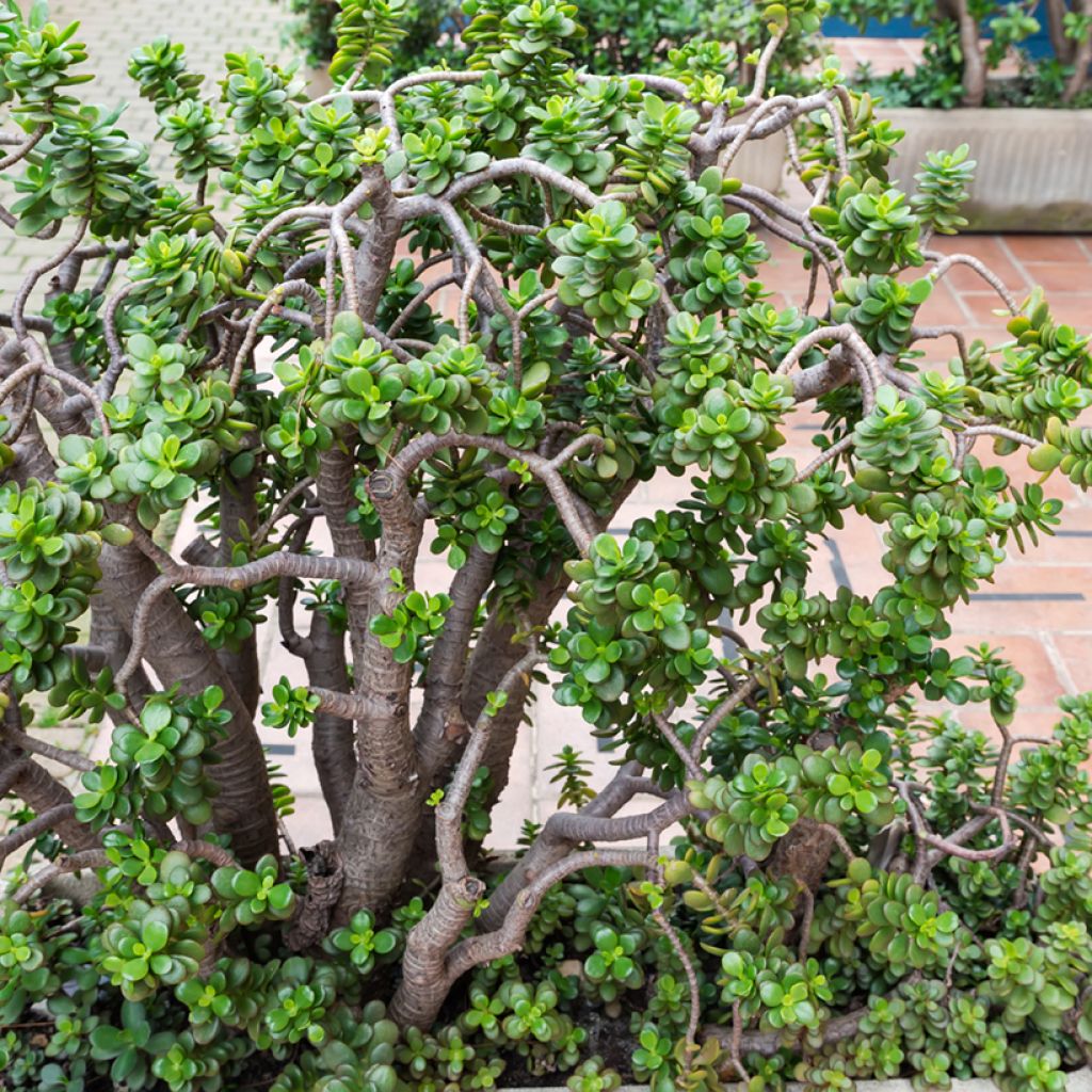 Crassula ovata - Arbre de Jade