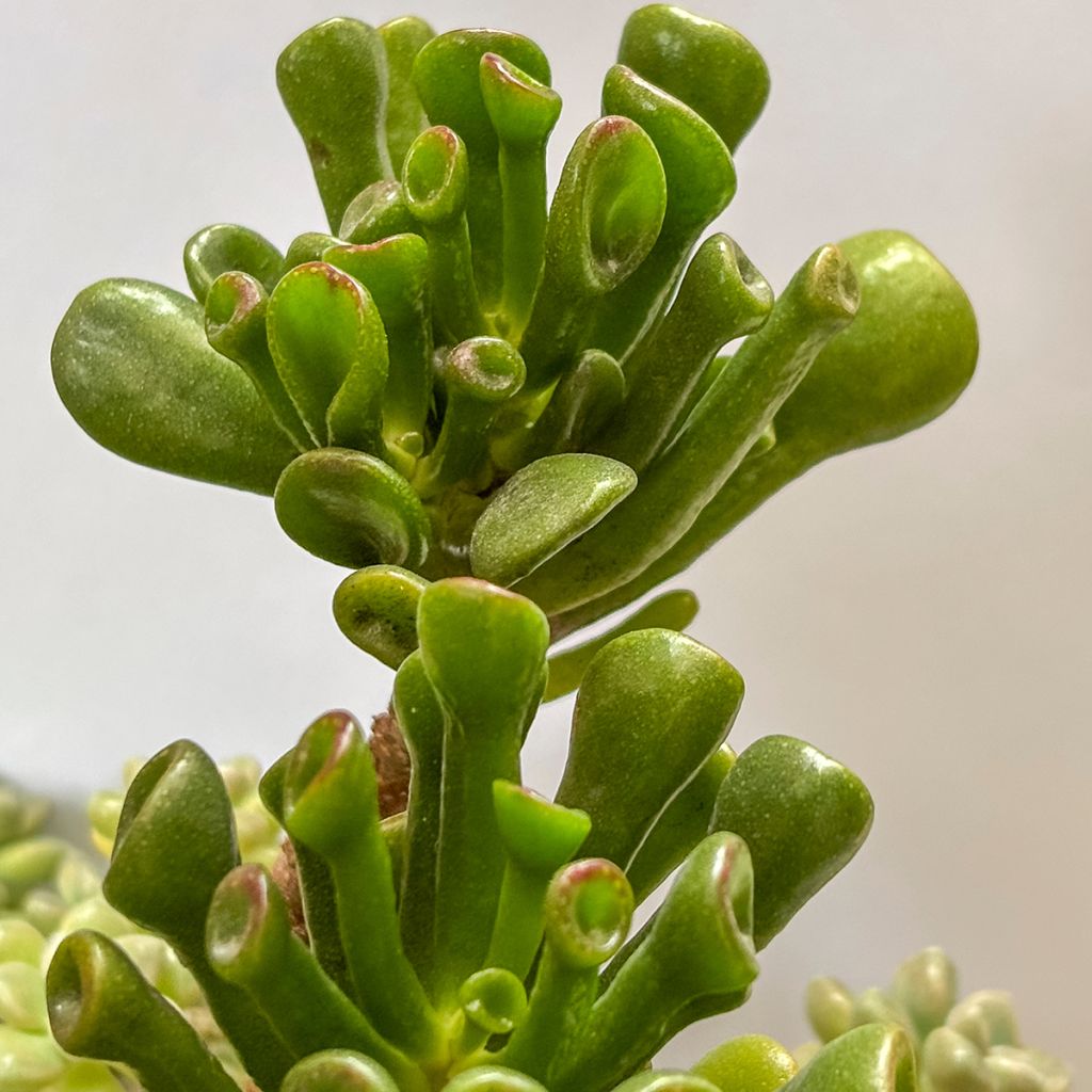 Crassula ovata Gollum (Coral) - Arbre de Jade