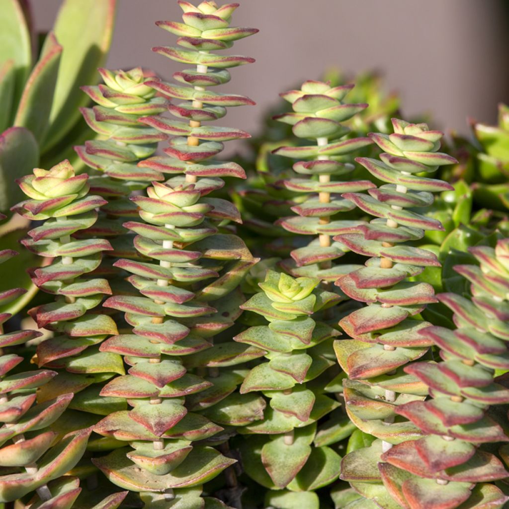 Crassula perforata