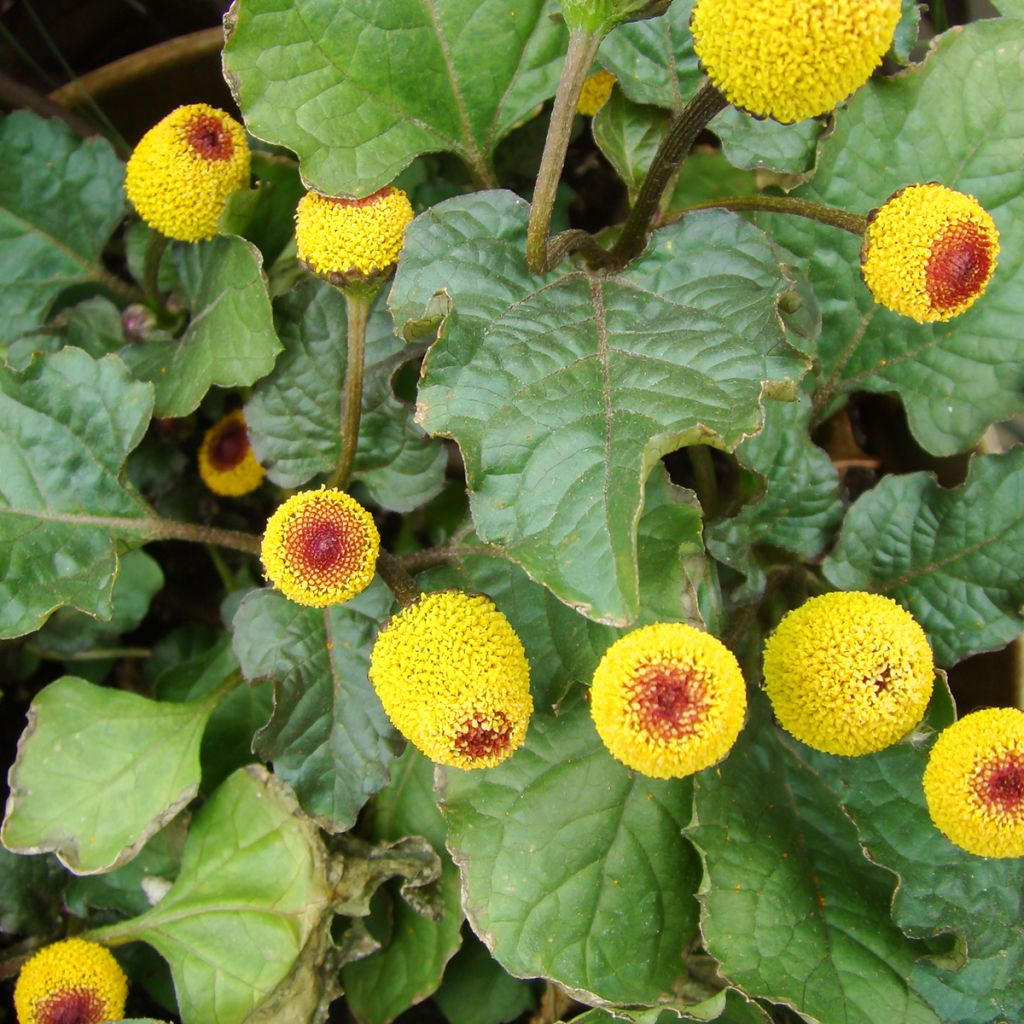 Cresson de Para jaune - Bredy Mafana - Spilanthes oleracea