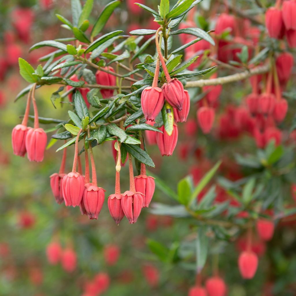 Crinodendron hookerianum - Arbre aux lanternes