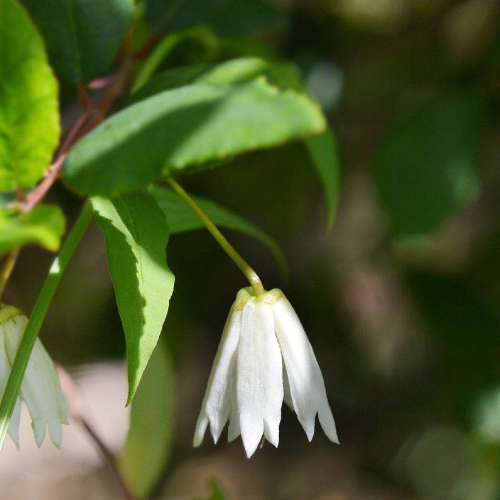 Crinodendron patagua