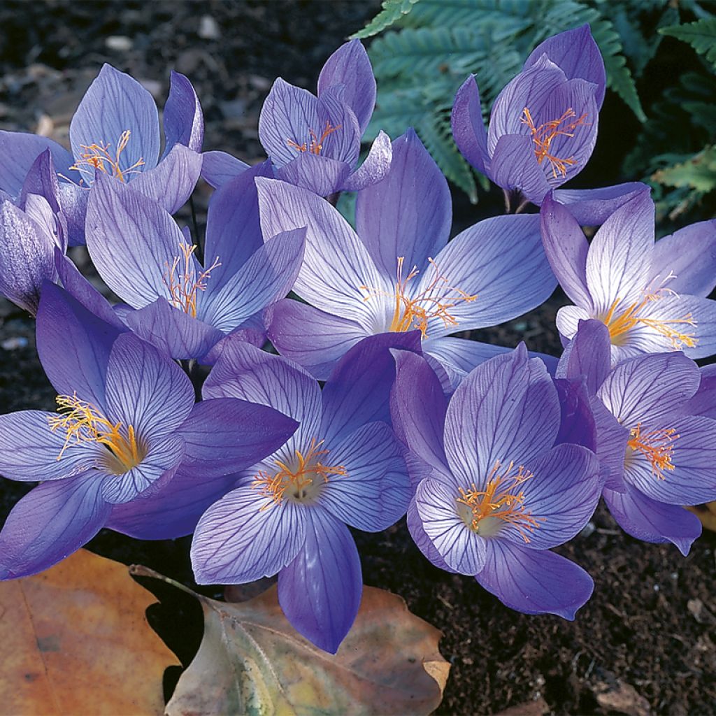 Crocus speciosus Aitchisonii - Crocus d'automne