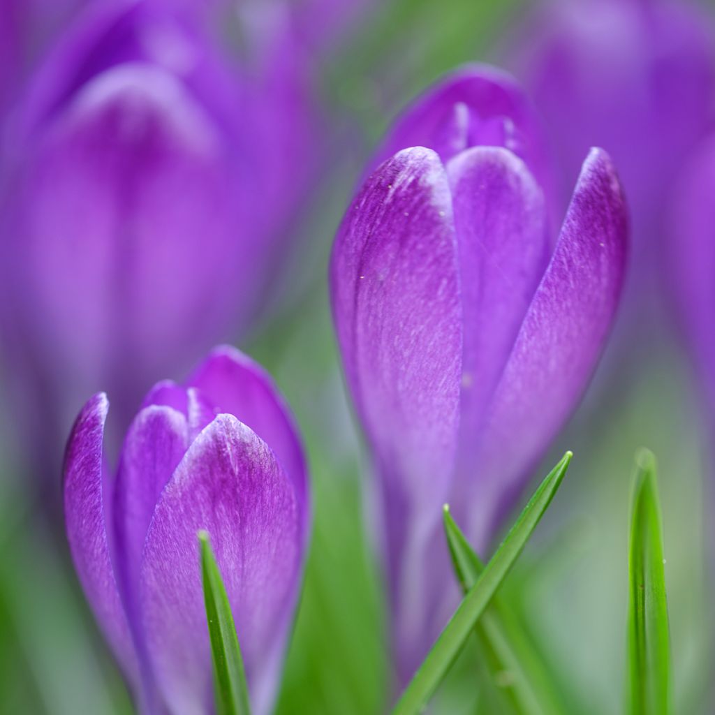 Crocus tommasinianus Blue Ocean
