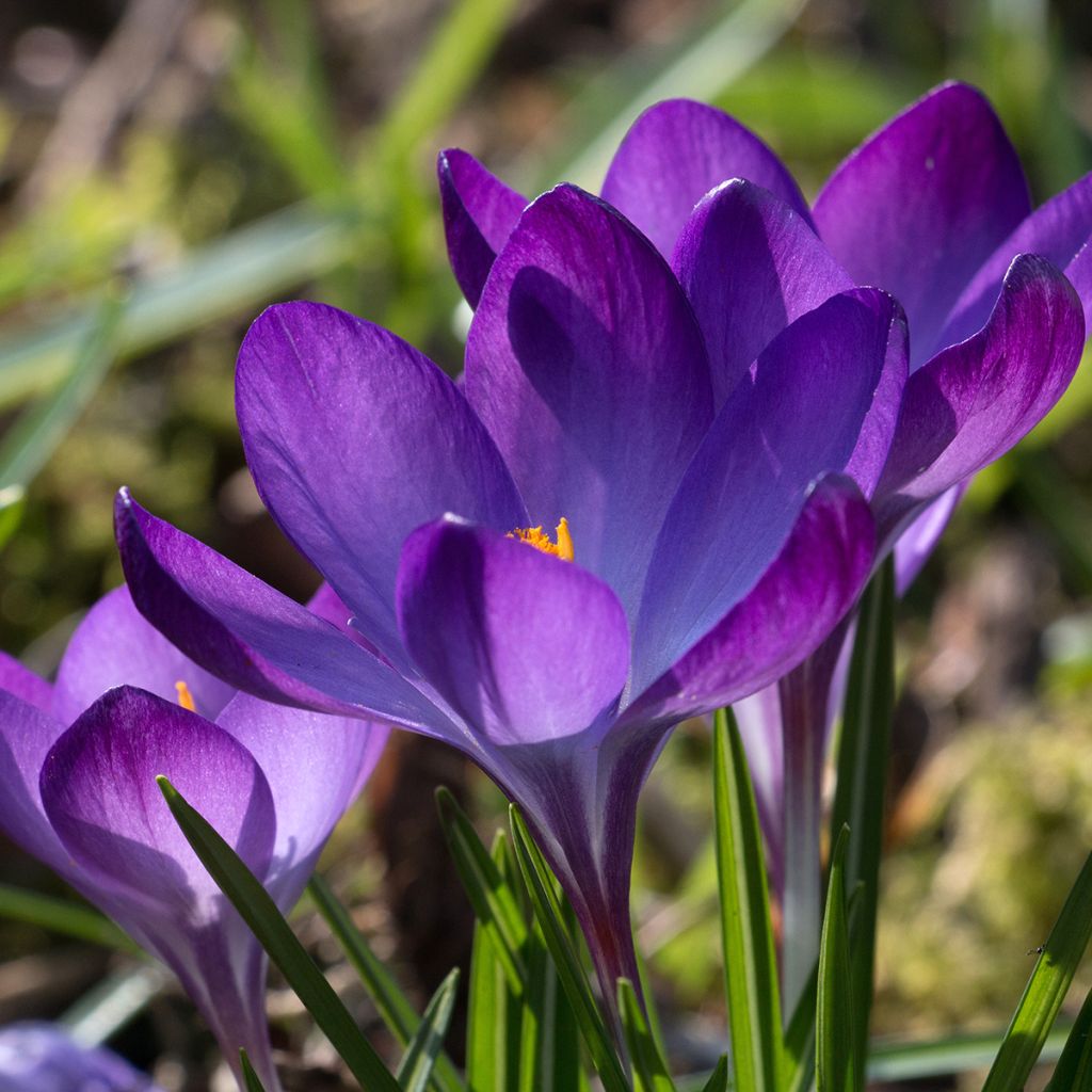 Crocus tommasinianus Blue Ocean