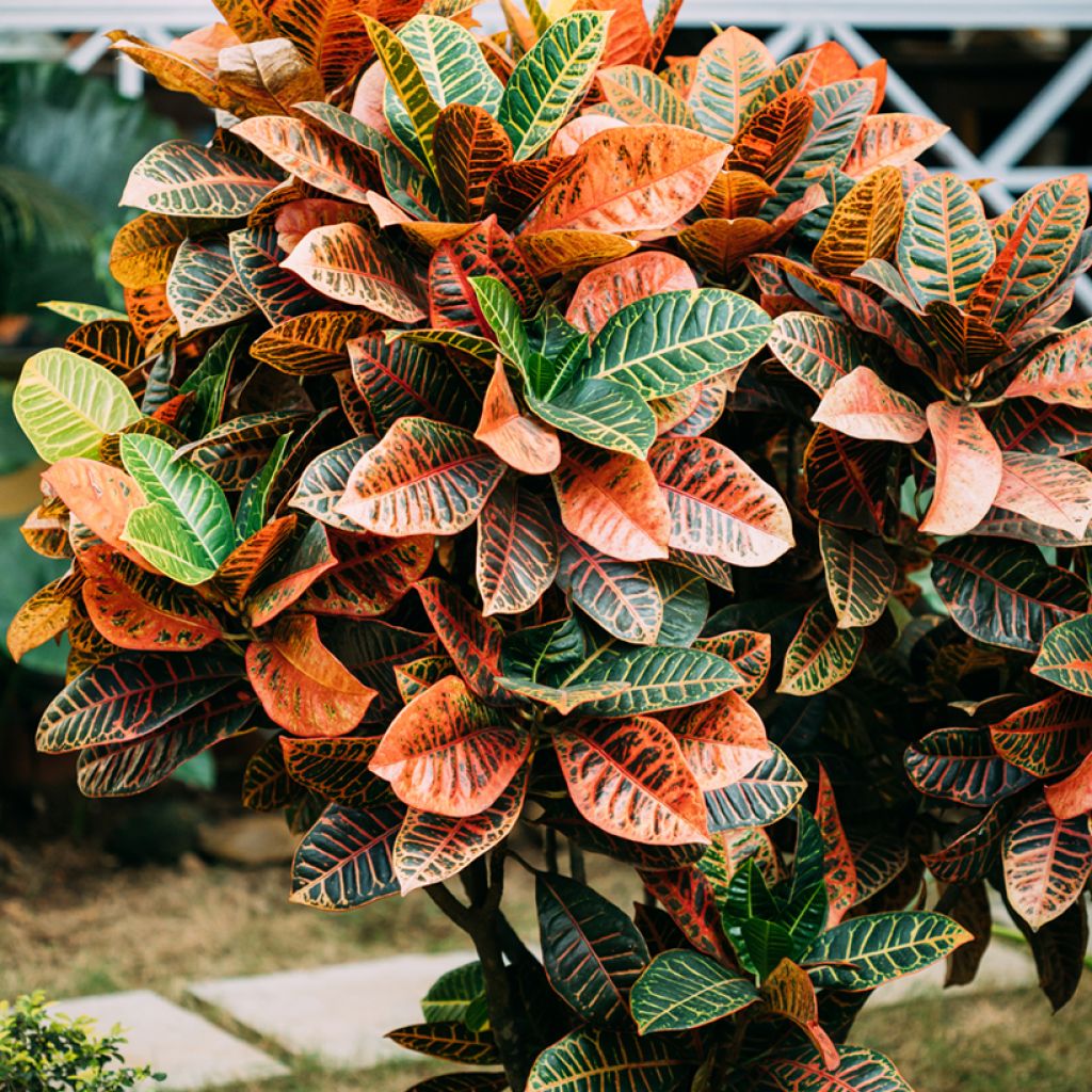 Croton Petra - Codiaeum