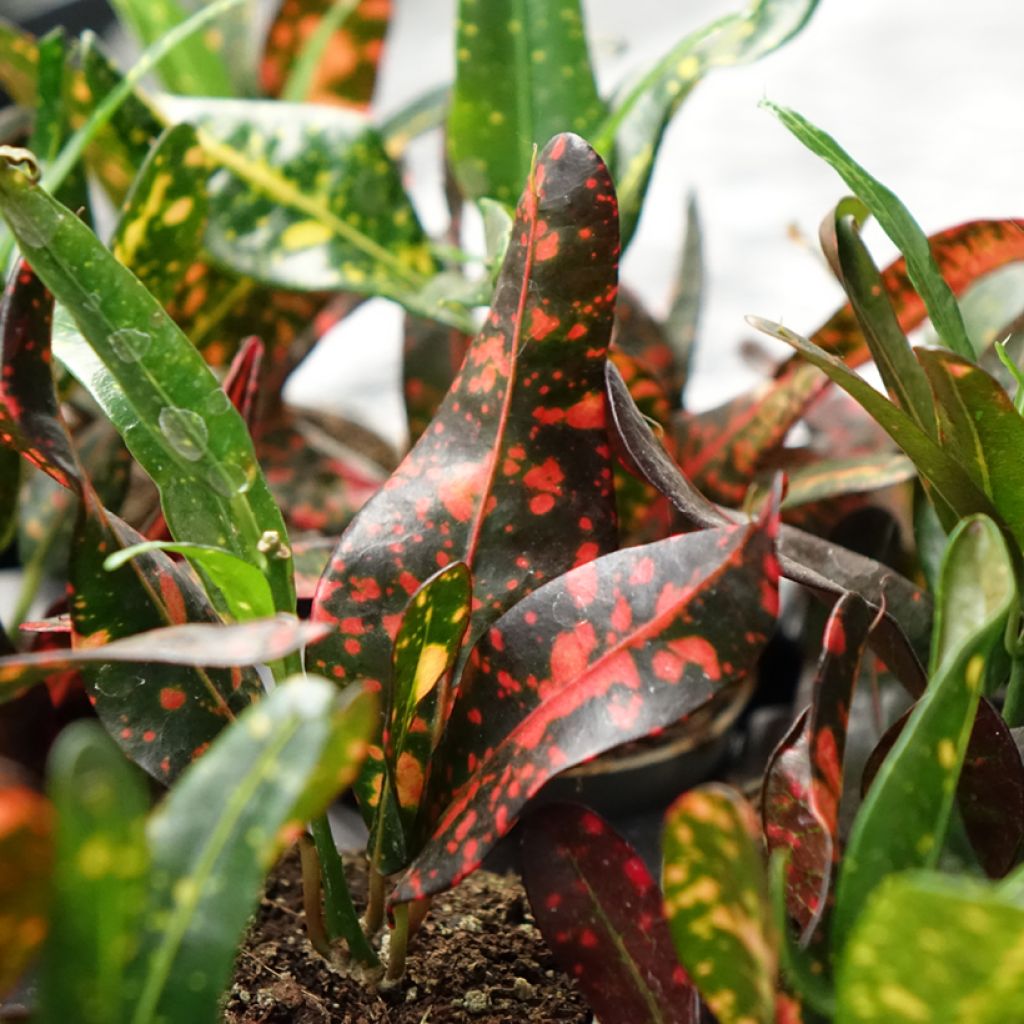 Croton Red Batik - Codiaeum 