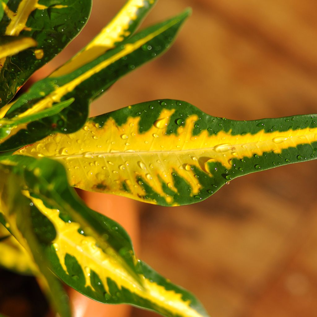 Croton Moar Yellow - Codiaeum