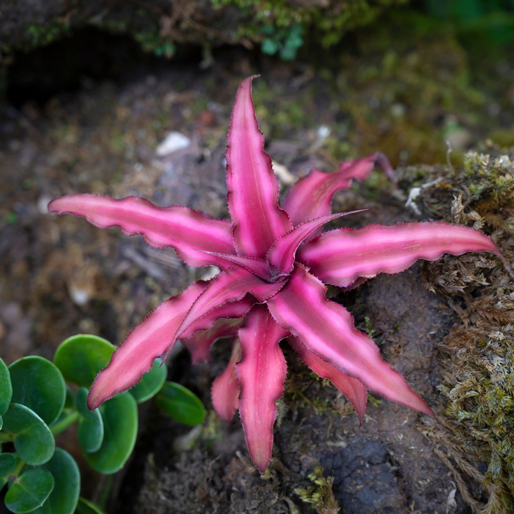 Cryptanthus Super Pink - Etoile de terre