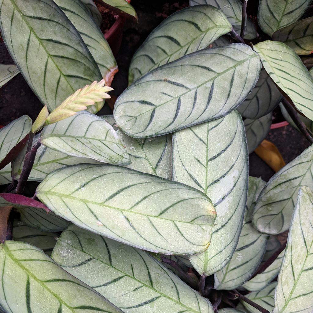 Ctenanthe Amagris