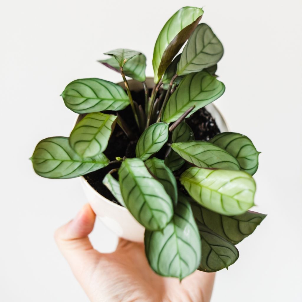 Ctenanthe Amagris