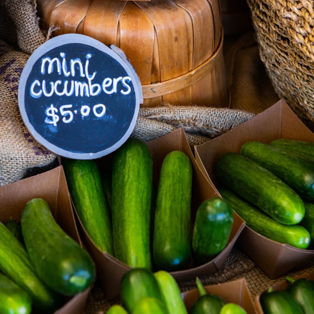 Concombre Rocky (mini) F1 en plants