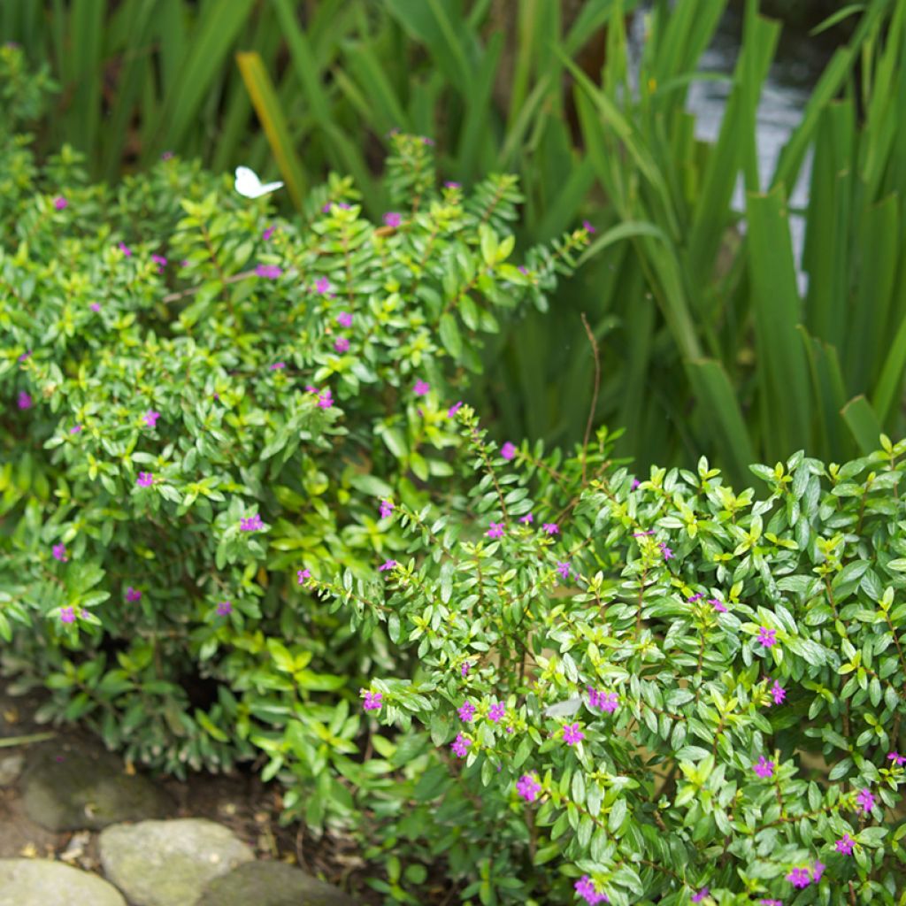 Cuphea hyssopifolia Purple - Fausse bruyère, Etoile du Mexique