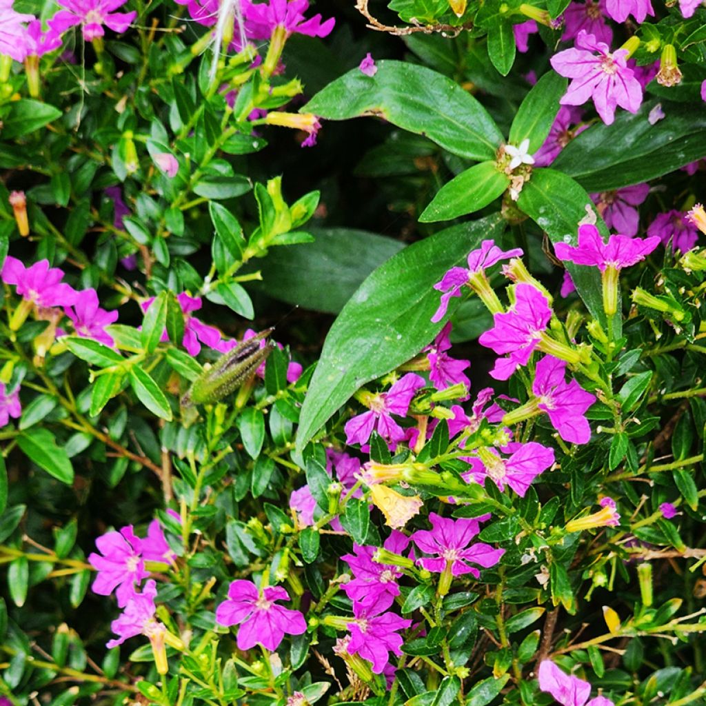Cuphea hyssopifolia Purple - Fausse bruyère, Etoile du Mexique