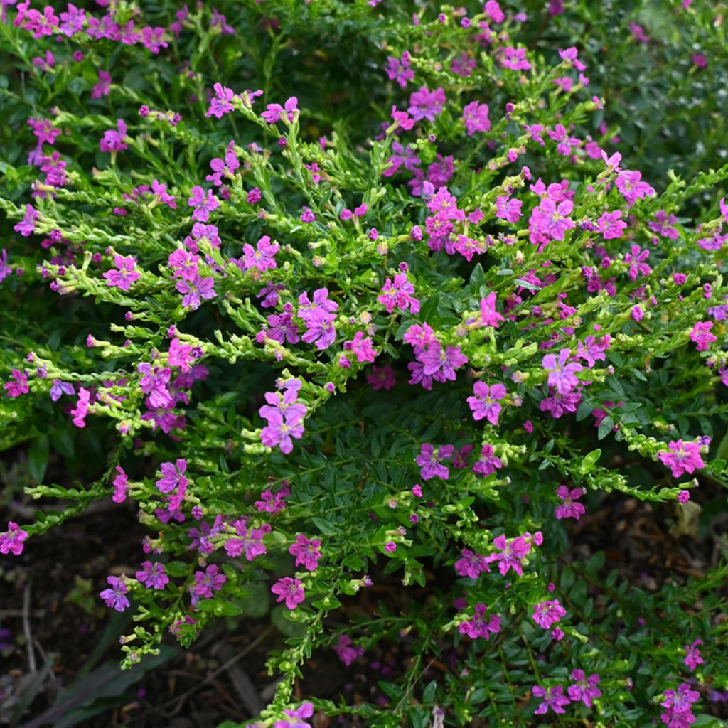 Cuphea hyssopifolia Purple - Fausse bruyère, Etoile du Mexique