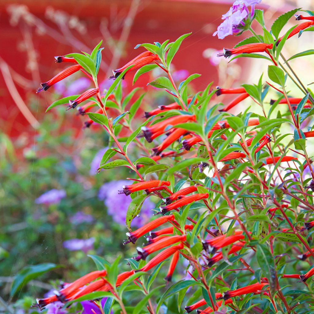 Cuphea ignea Scarlet - Plante cigarette