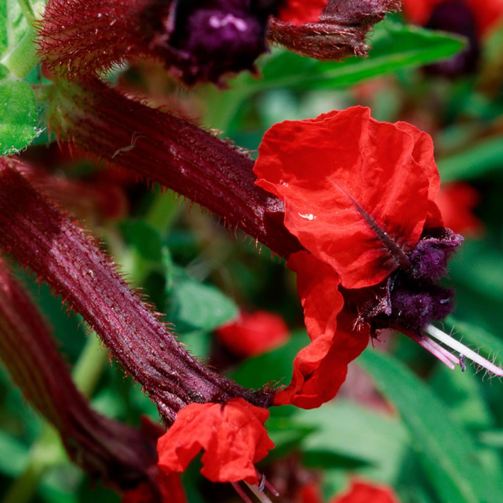 Cuphea llavea Torpedo