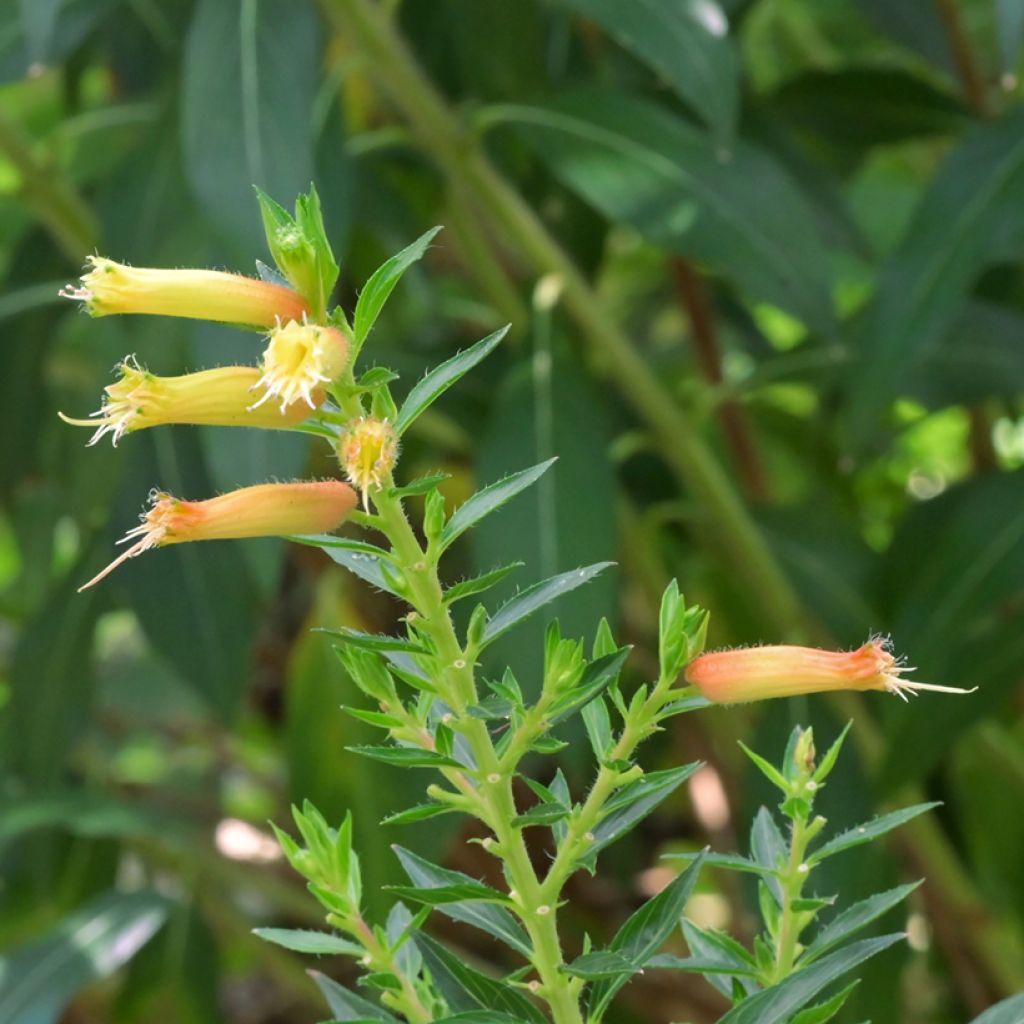 Cuphea micropetala - Plante cigarette