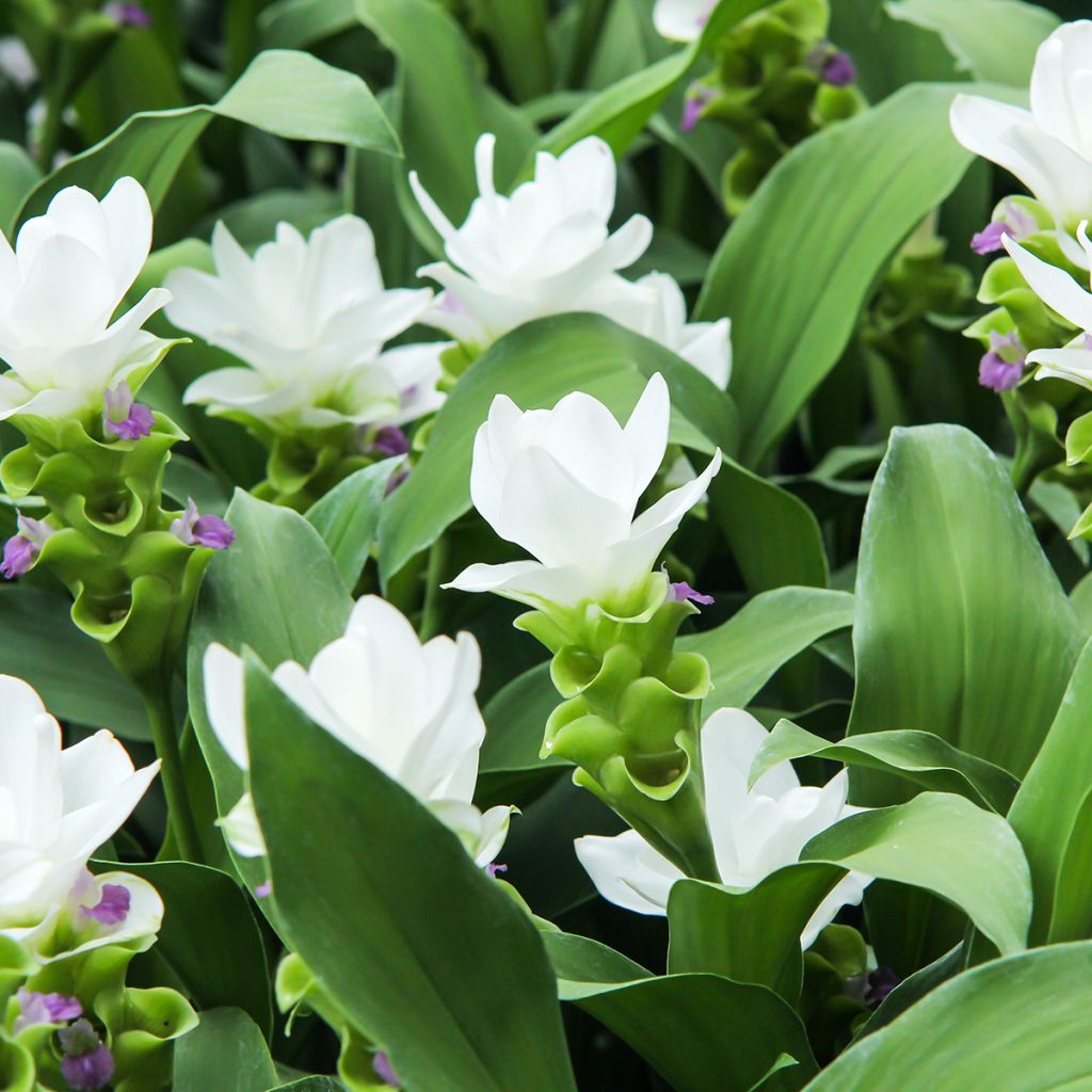 Curcuma alismatifolia White - Tulipe du Siam
