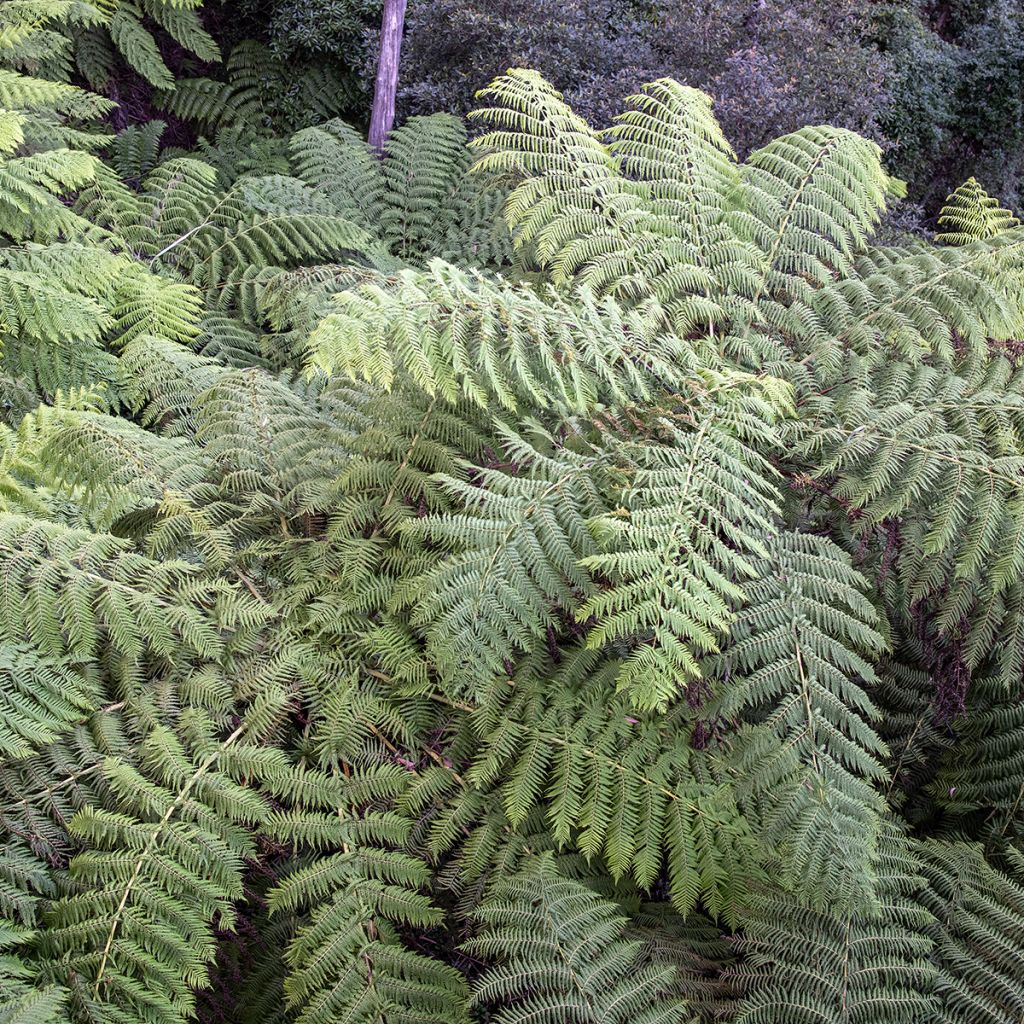 Cyathea australis - Fougère arborescente