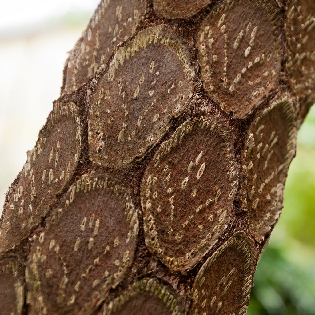 Cyathea cooperi - Fougère arborescente