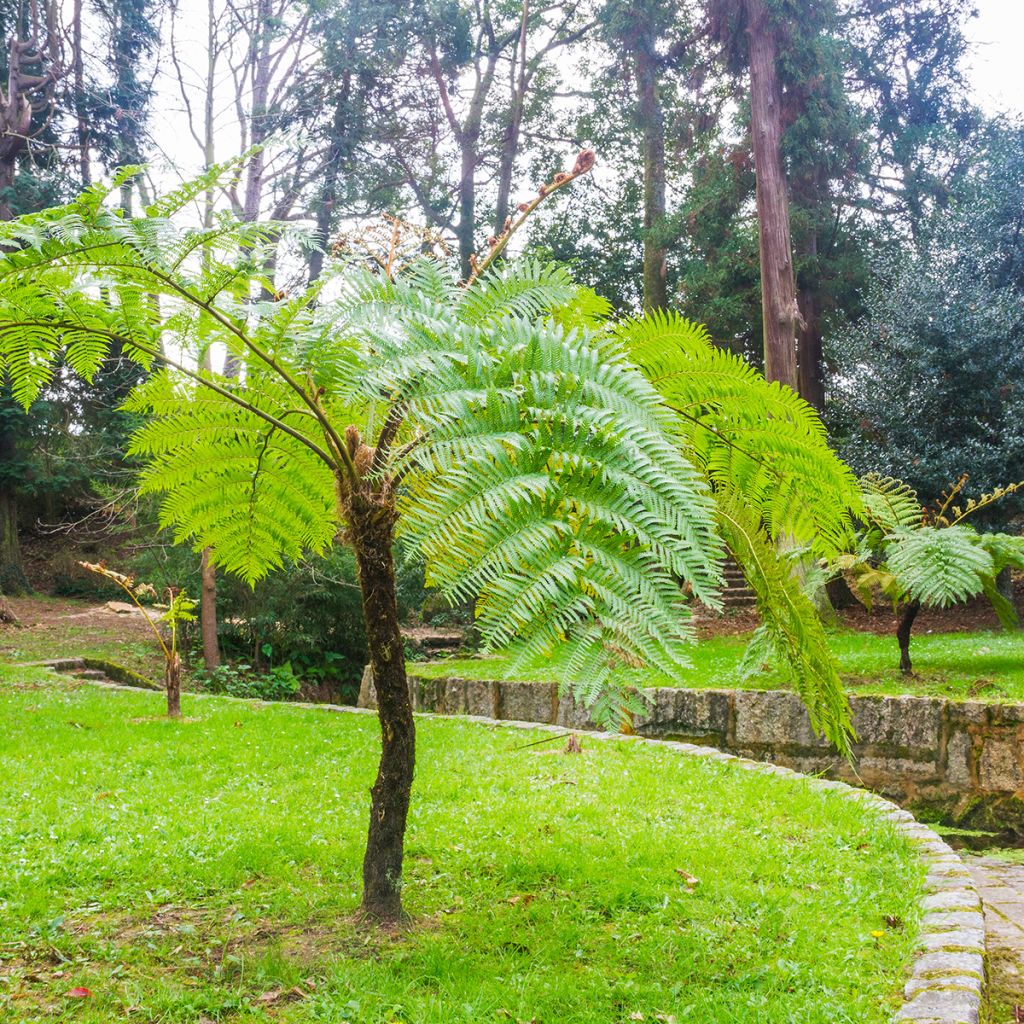 Cyathea cooperi - Fougère arborescente