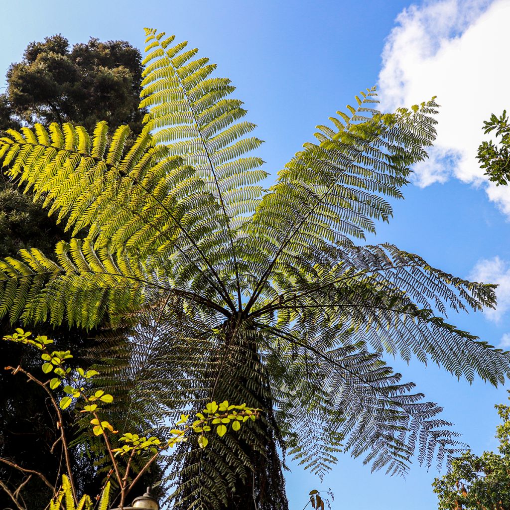 Cyathea cooperi - Fougère arborescente