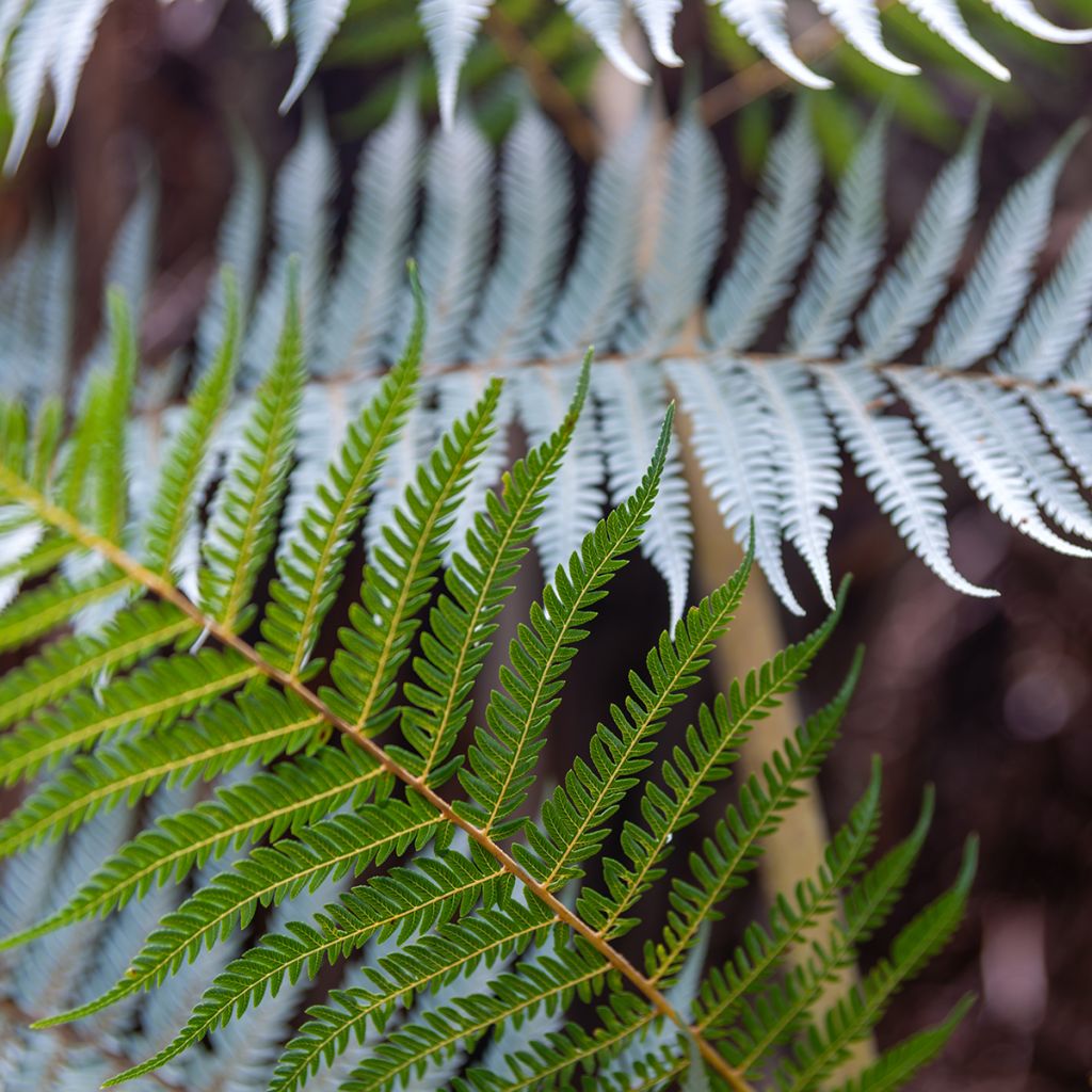Cyathea dealbata - Fougère arborescente