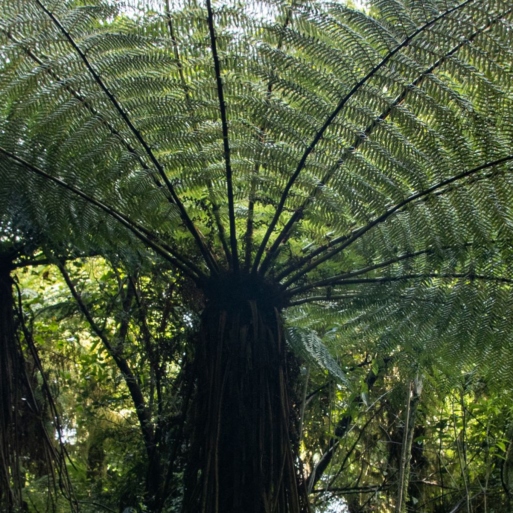 Cyathea medullaris - Fougère arborescente