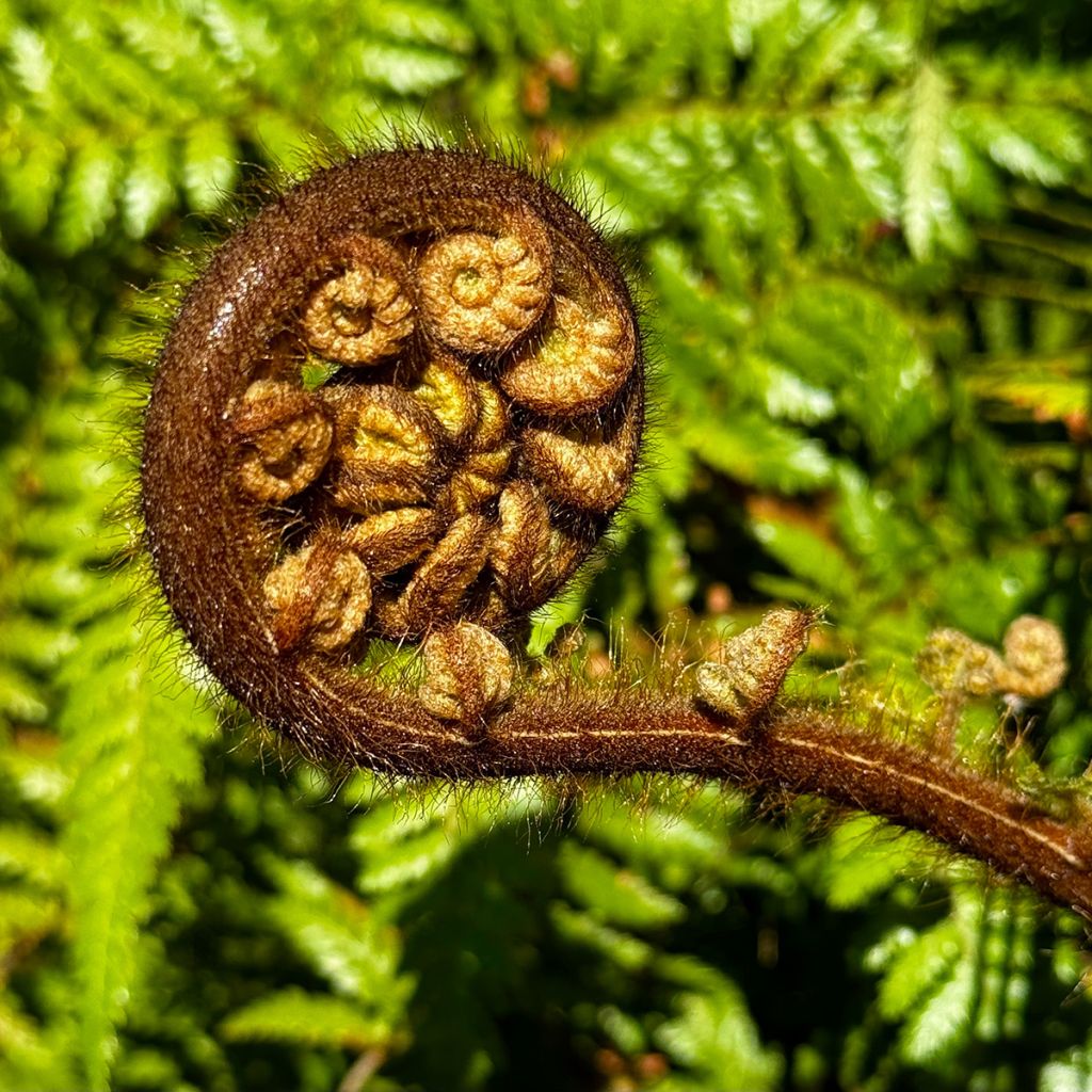 Cyathea medullaris - Fougère arborescente
