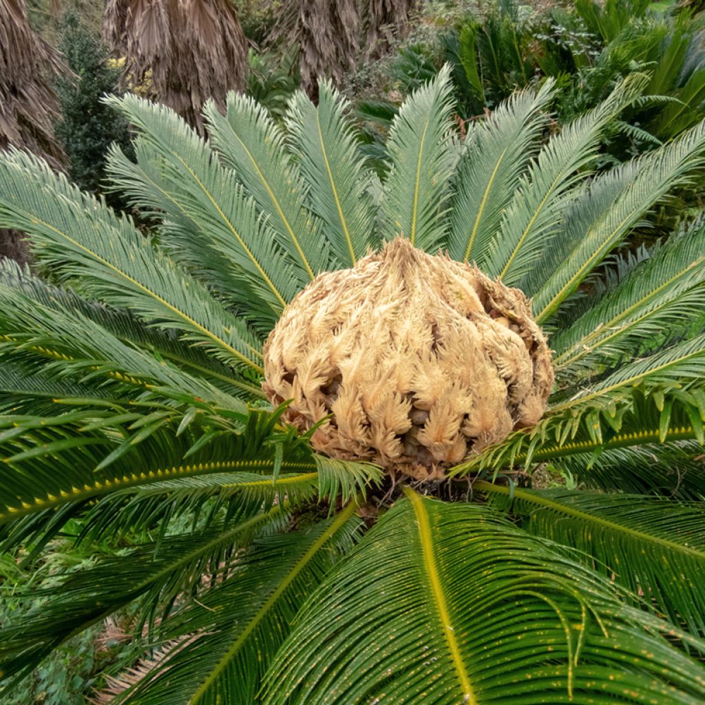 Cycas revoluta - Cycas du Japon