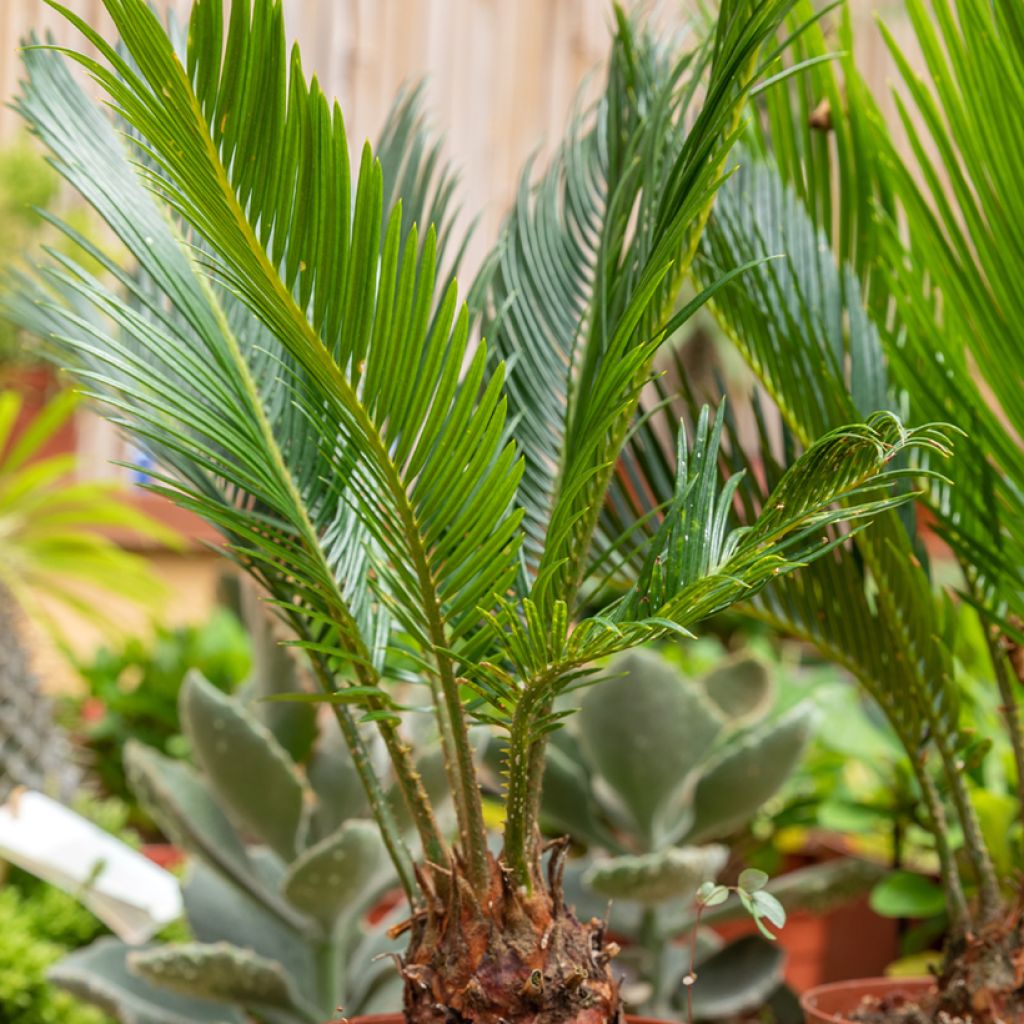 Cycas revoluta - Cycas du Japon