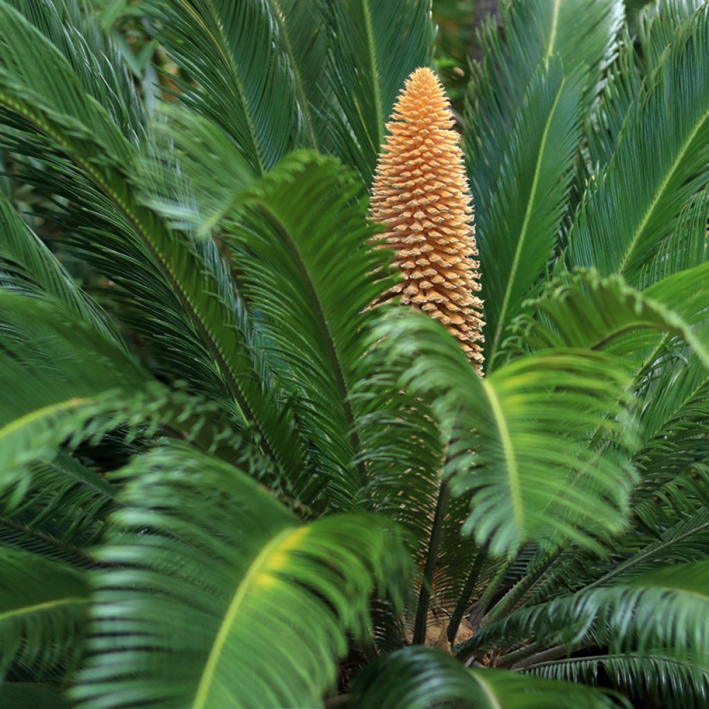 Cycas revoluta - Cycas du Japon