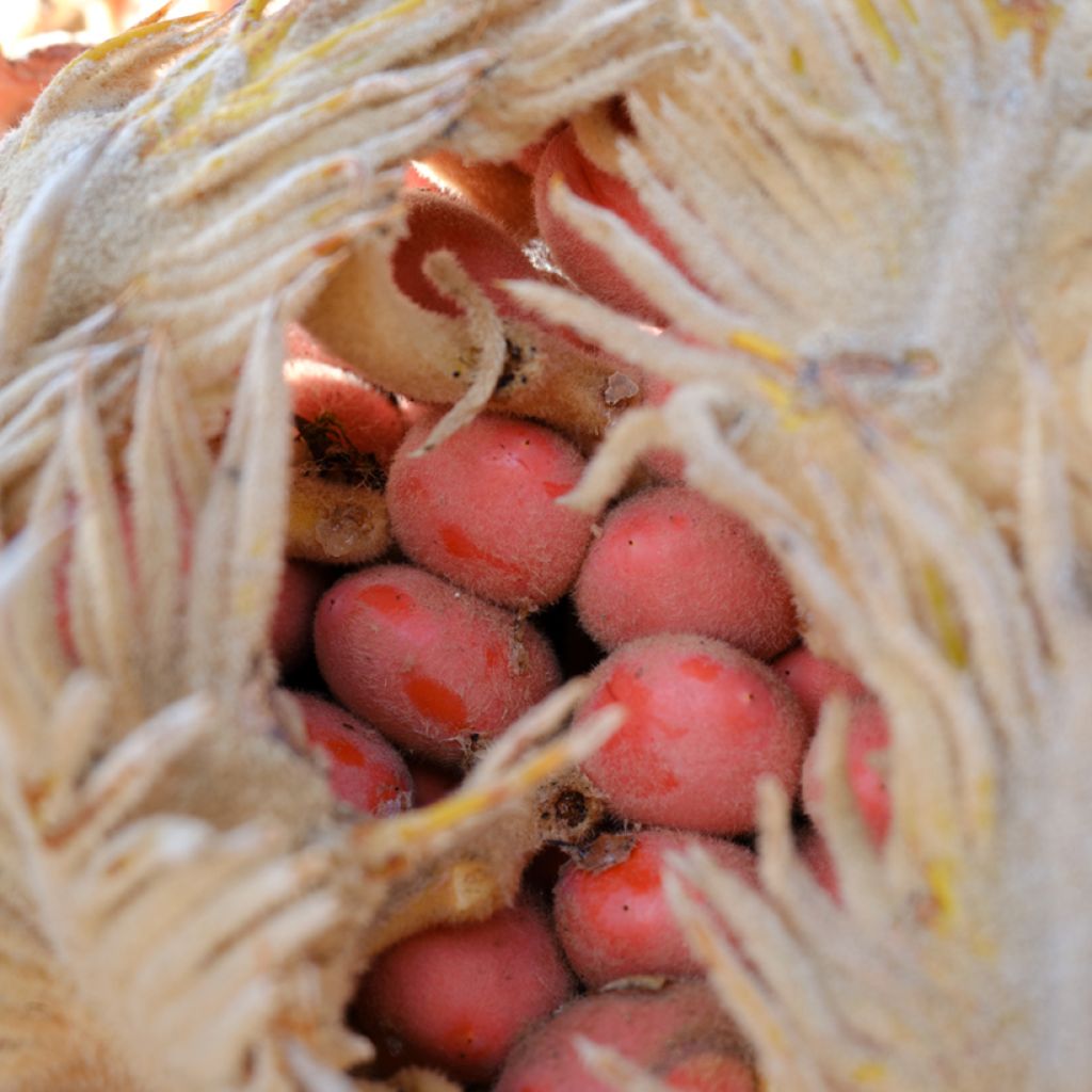 Cycas revoluta - Cycas du Japon