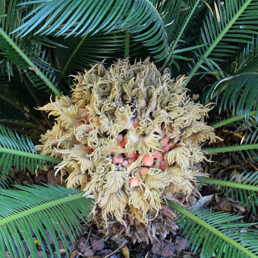 Cycas revoluta - Cycas du Japon